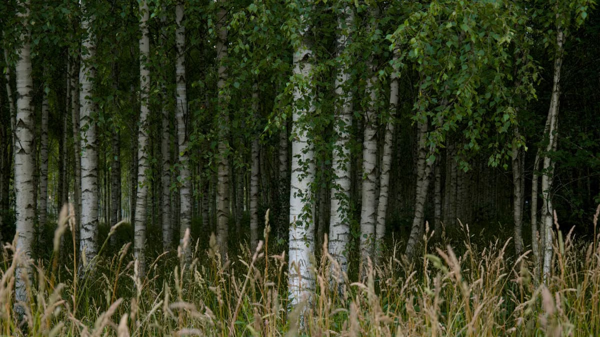 Explore the tranquility of a lush birch forest with vibrant green leaves and a peaceful atmosphere.